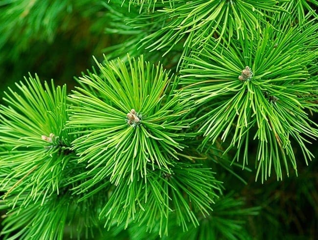 Fir Needle Oils HEADER