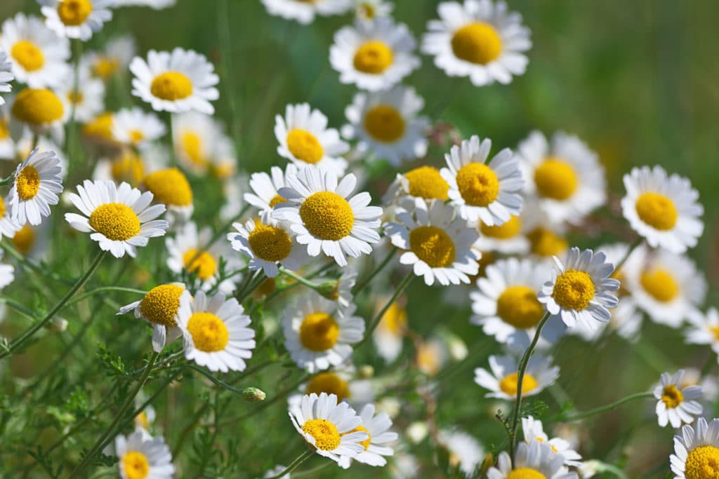 Chamomile Oil Wild Maroc HEADER