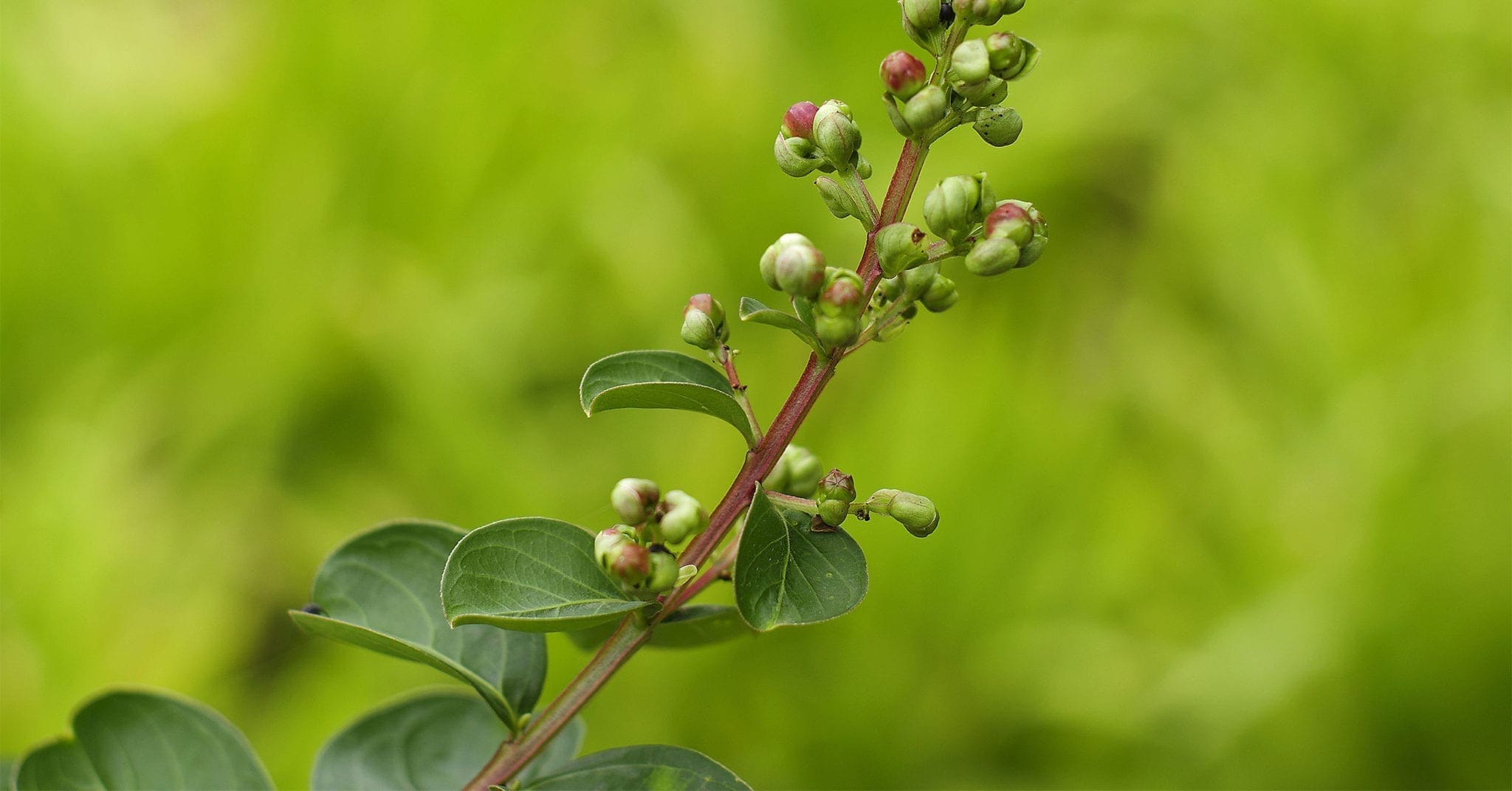 Clove stem oil