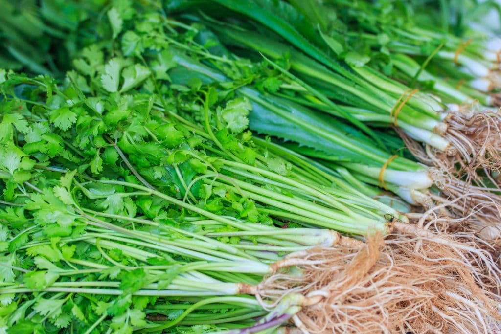 Coriander Herb Oil (Cilantro Oil) HEADER