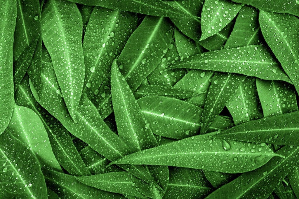 Eucalyptus Radiata Oil HEADER