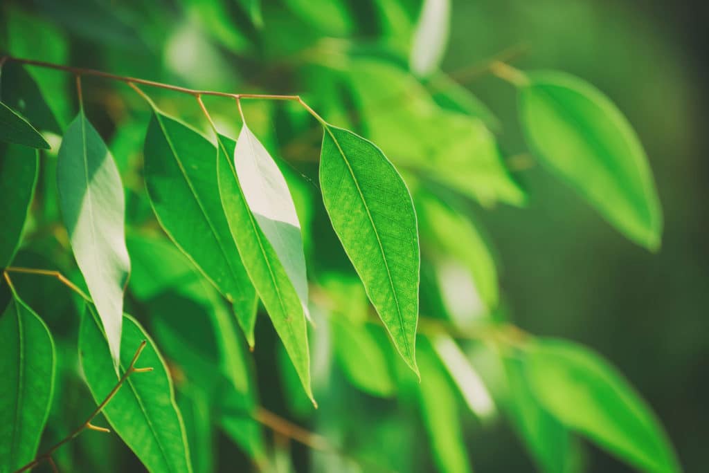 Eucalyptus Citriodora Chinese HEADER