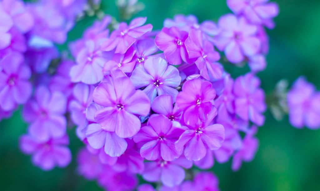 Geranium Oil Egyptian HEADER