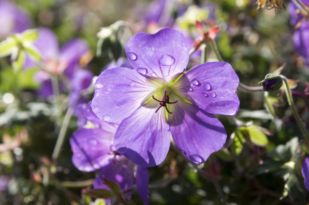 Geranium Oil Chinese HEADER