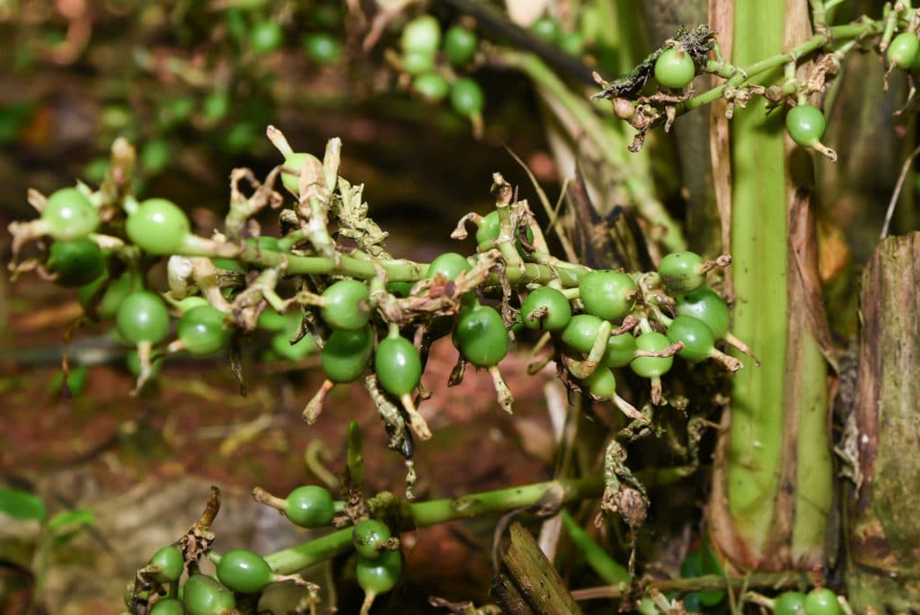 Cardamom Oil Indian HEADER