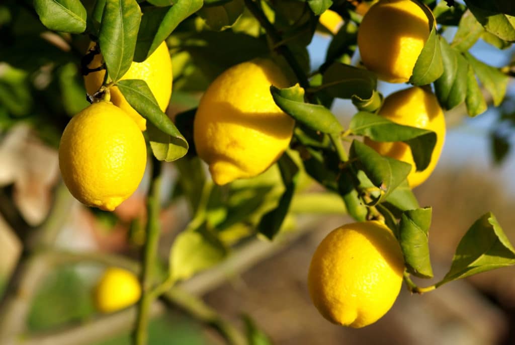 Lemon Oil California HEADER