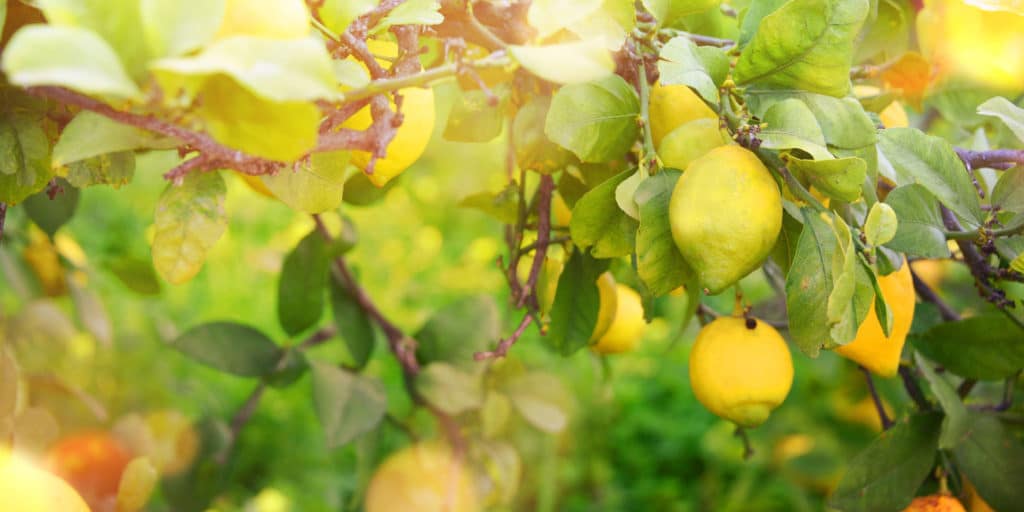 Lemon Essence Oil HEADER