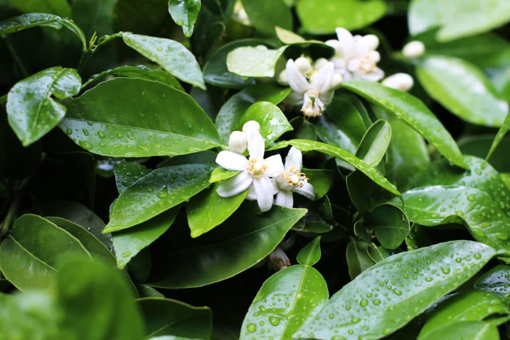 Neroli Oil HEADER