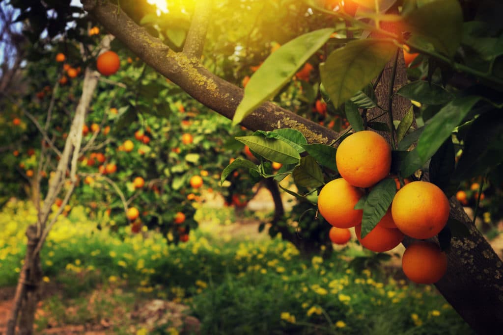 Orange Terpenes HEADER