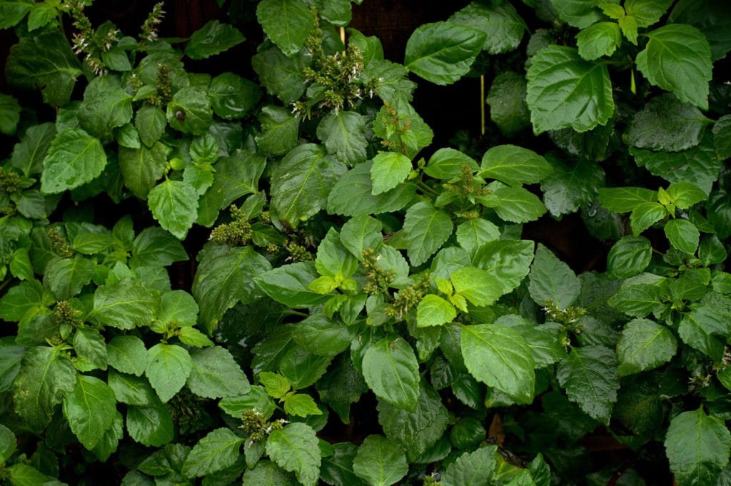 Patchouli Oil Indonesian HEADER