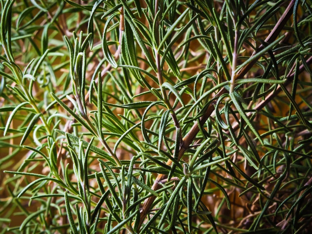 Rosemary Oil Spanish HEADER