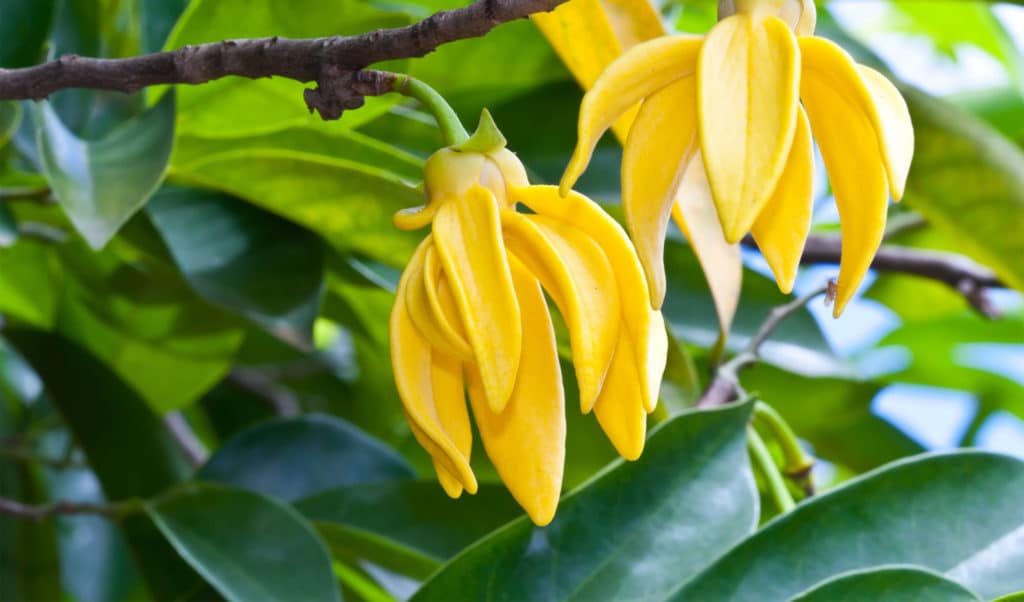 Ylang Ylang Oil #2 HEADER