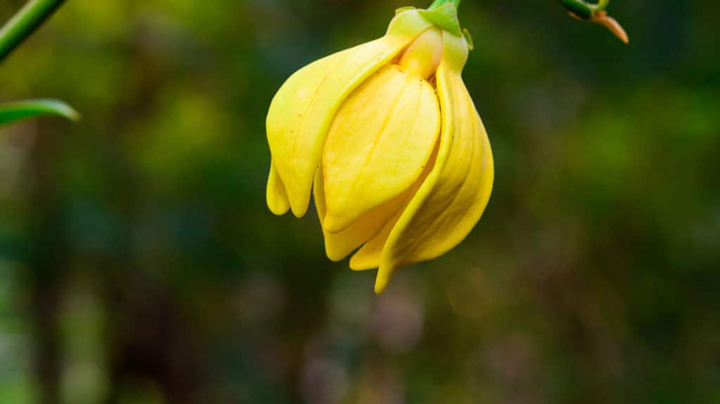 Ylang Ylang Oil #1 HEADER