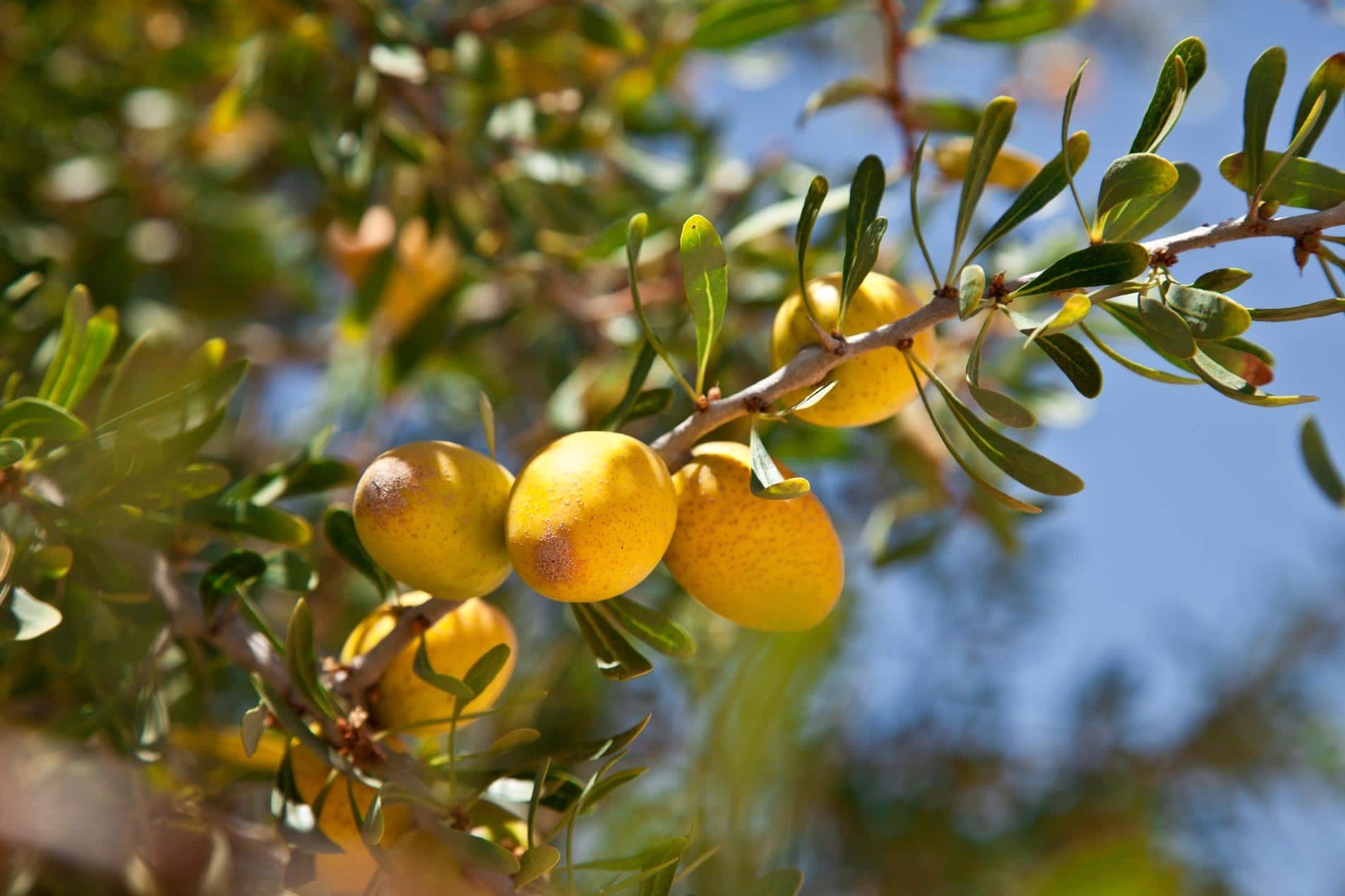 Argan Oil (see Organic Argan Oil) HEADER