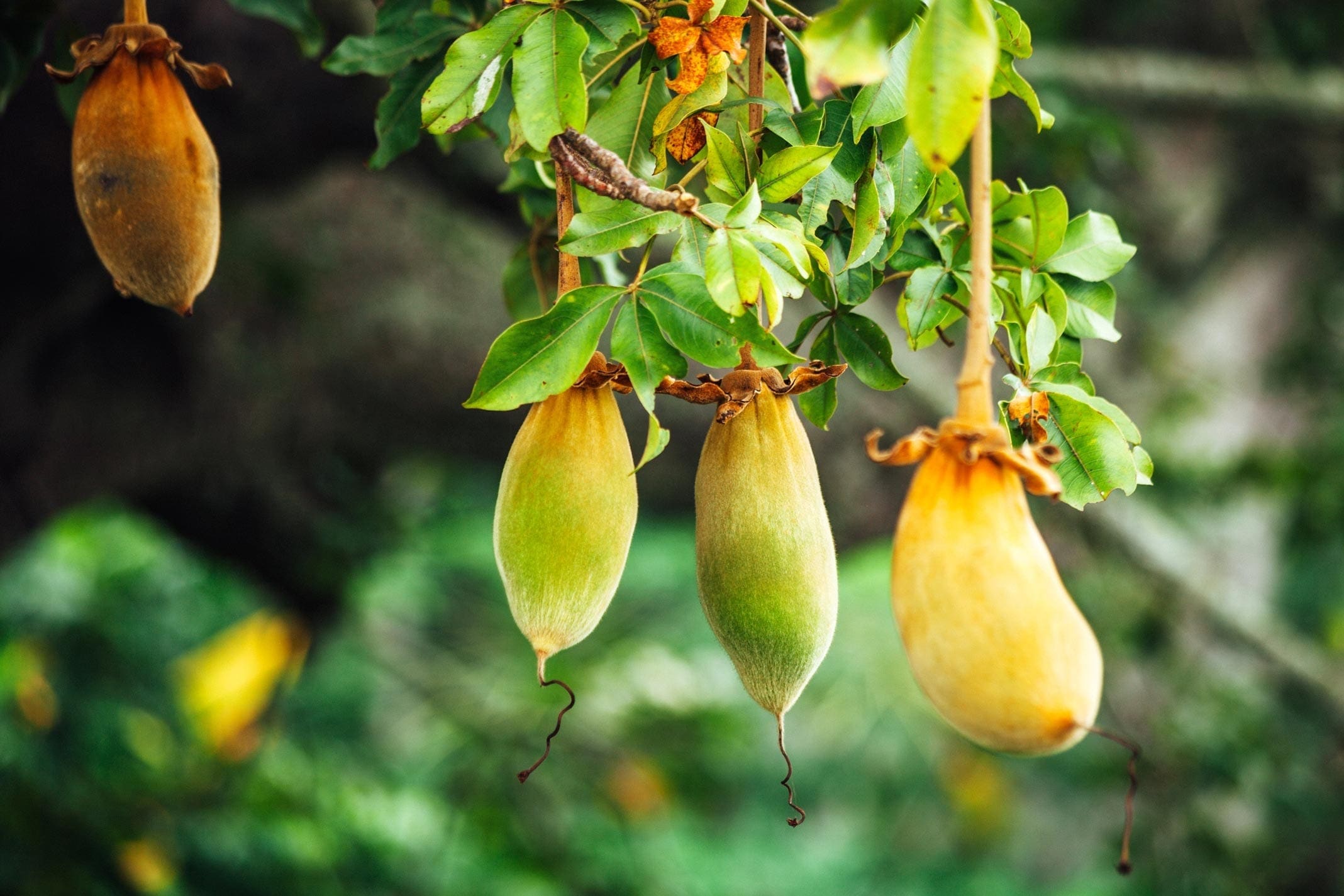 Baobab Oil HEADER