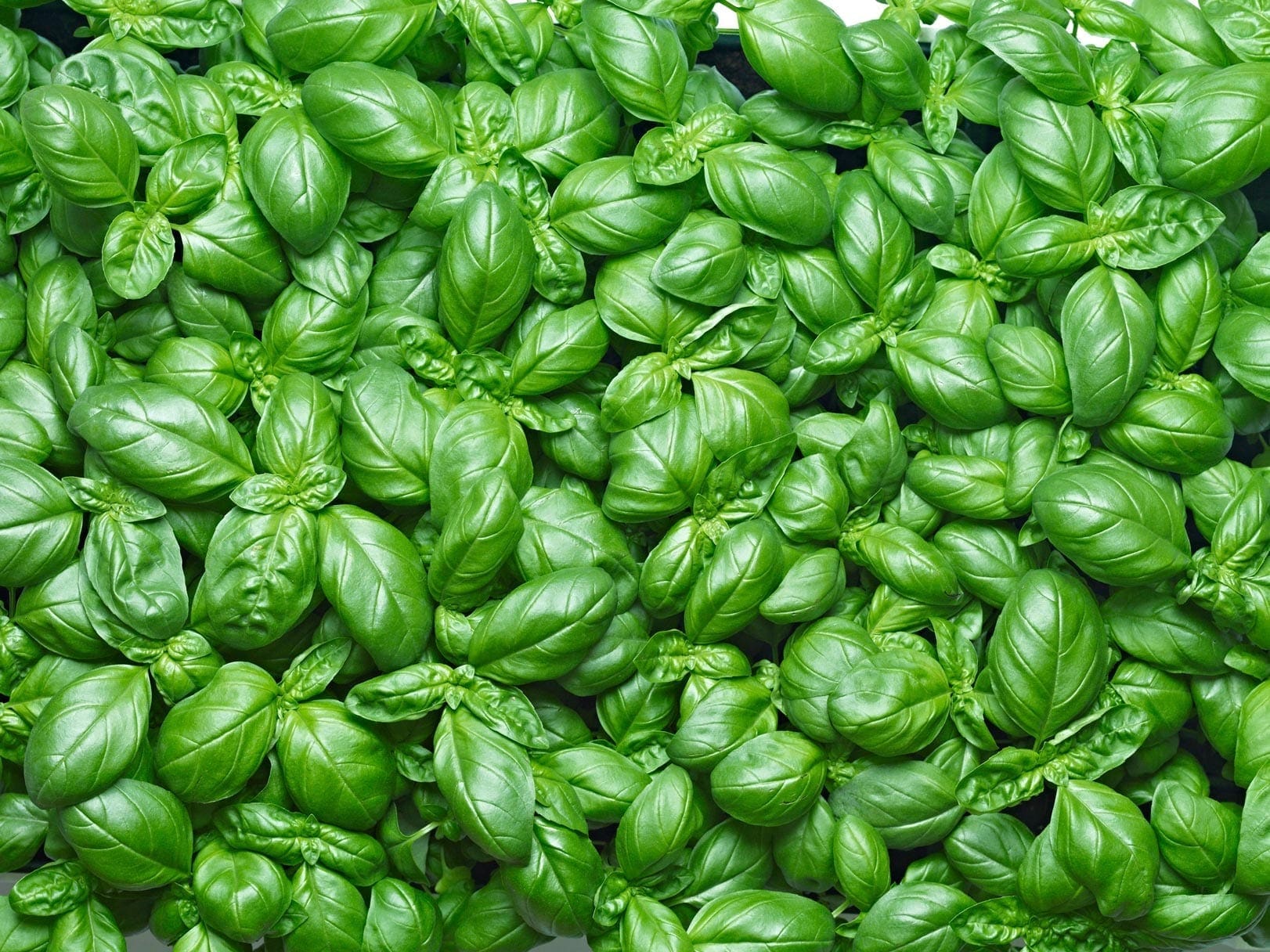 Basil oil linalool Egypt