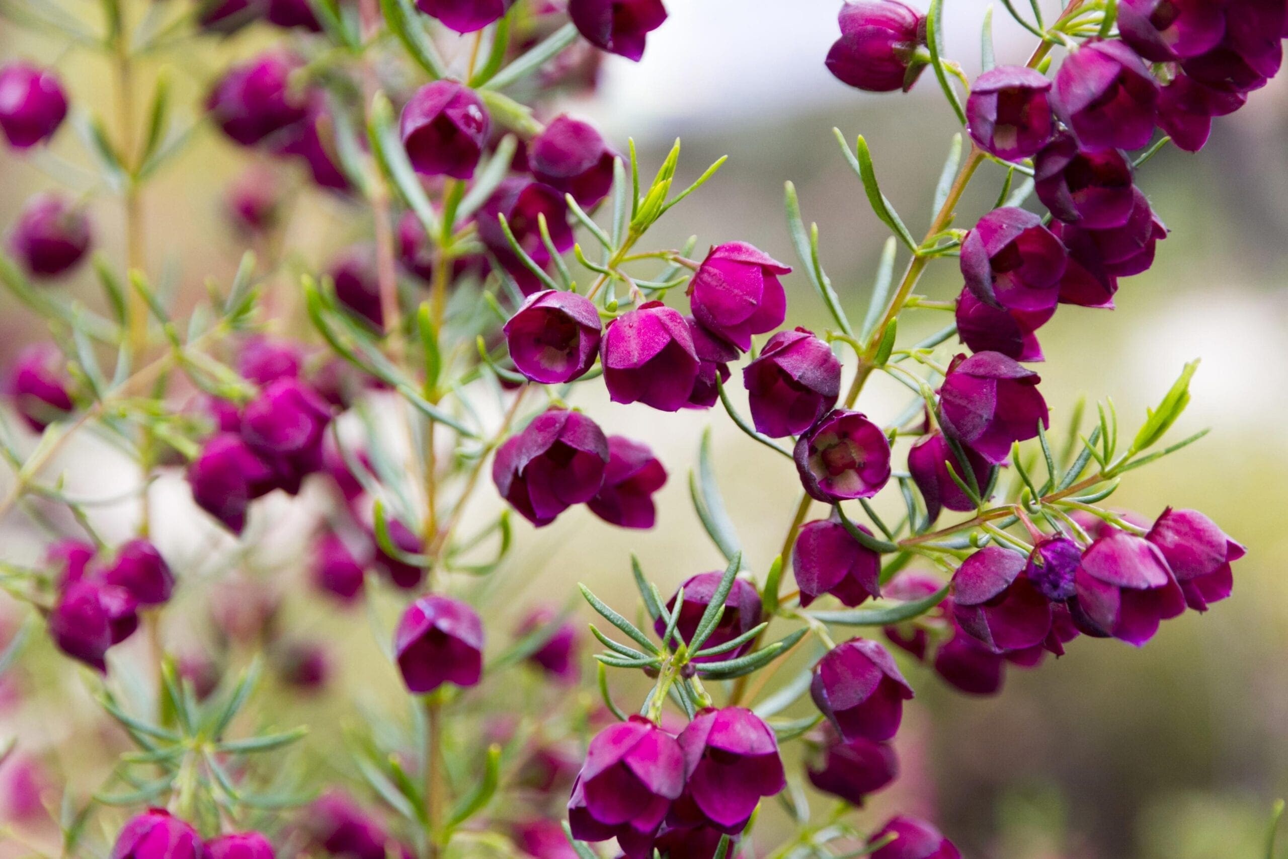 Boronia Absolute Tasmanian HEADER