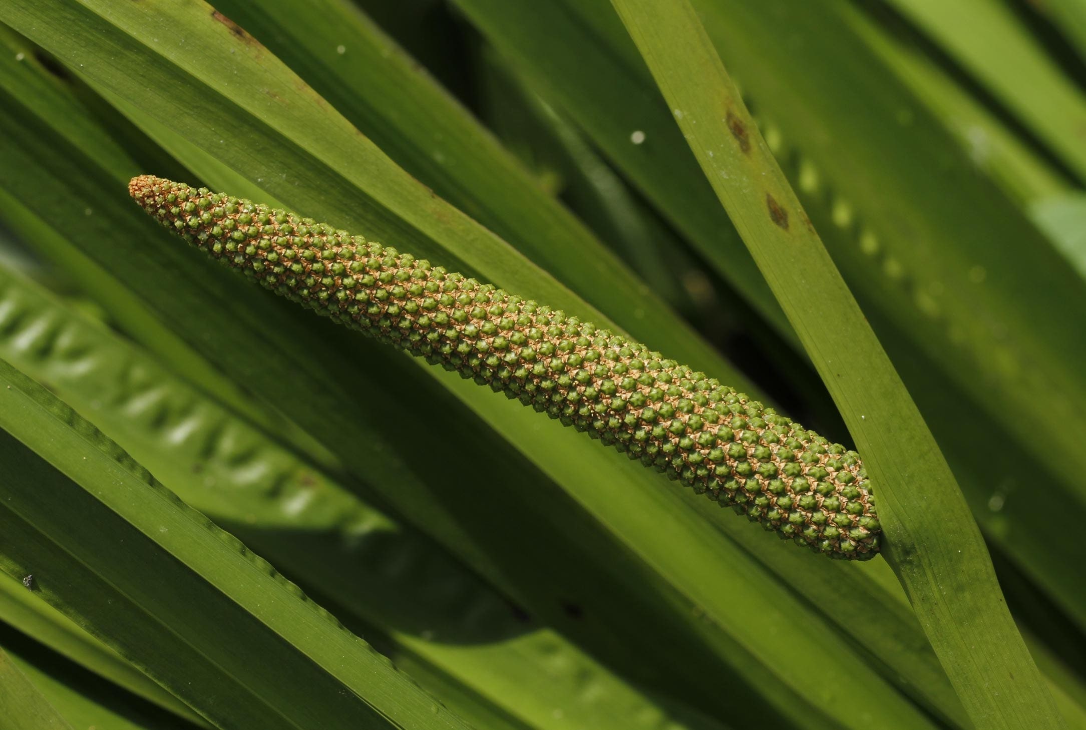 Calamus Oil HEADER