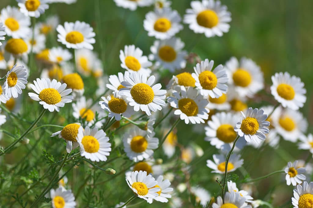 Chamomile Oil Roman HEADER