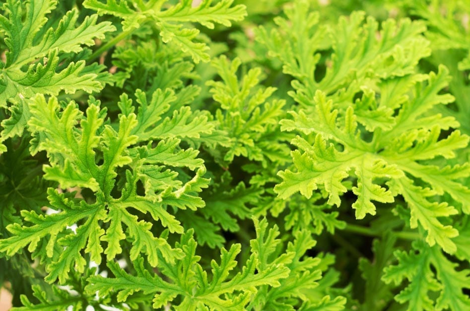 Citronella Oils HEADER