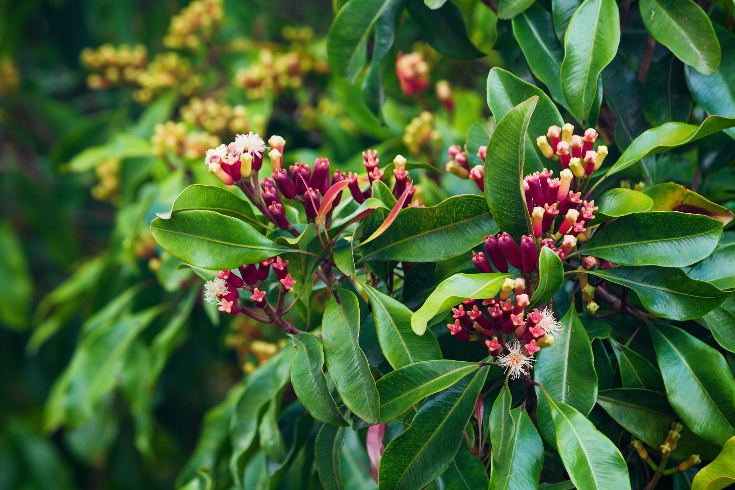 Clove Oil (Indonesian)