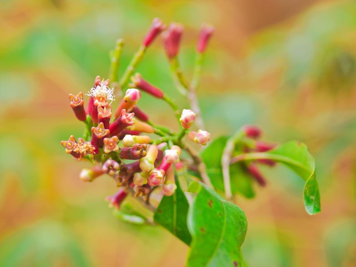 Clove Stem Oil HEADER