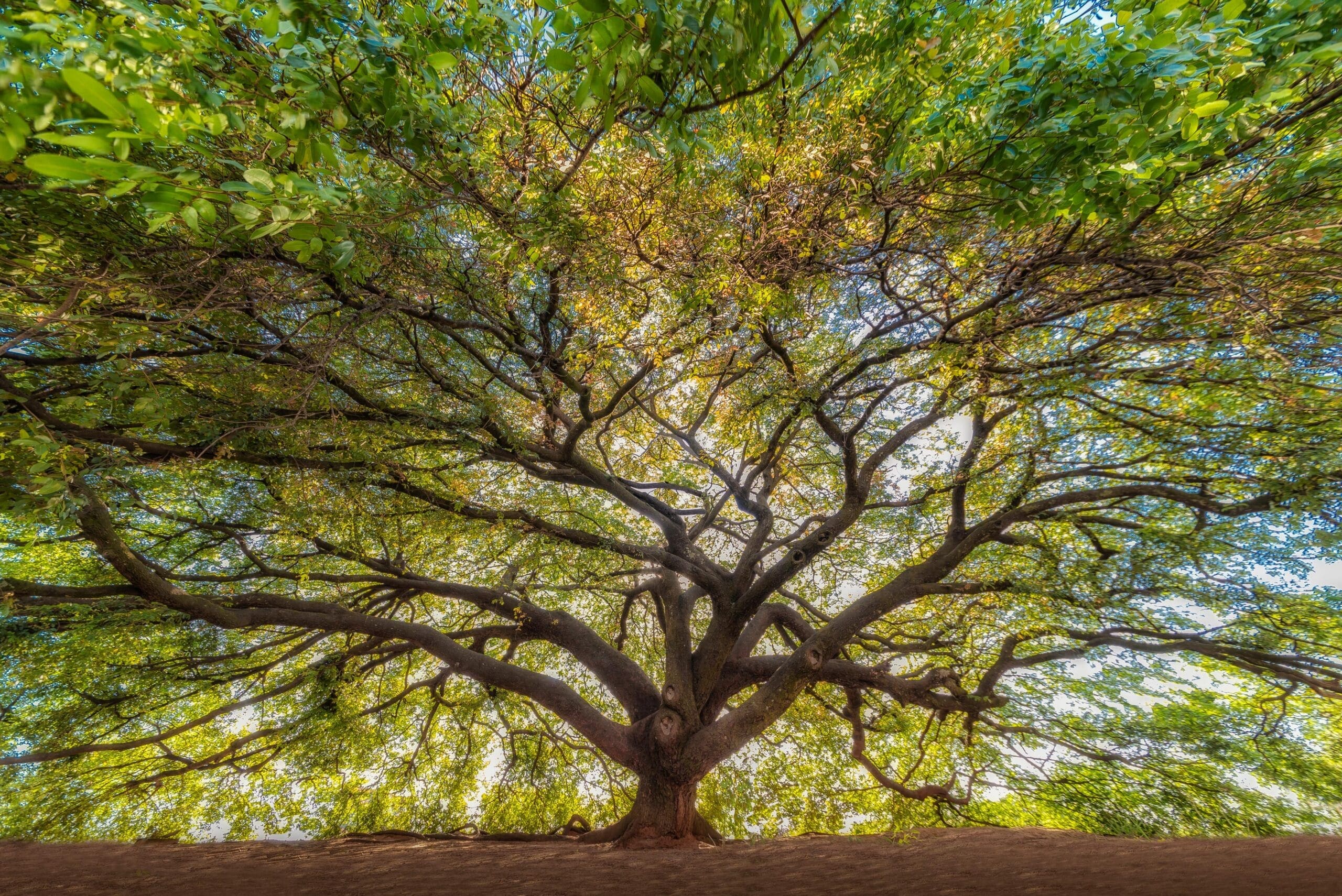 Balsam Copaiba Oil HEADER