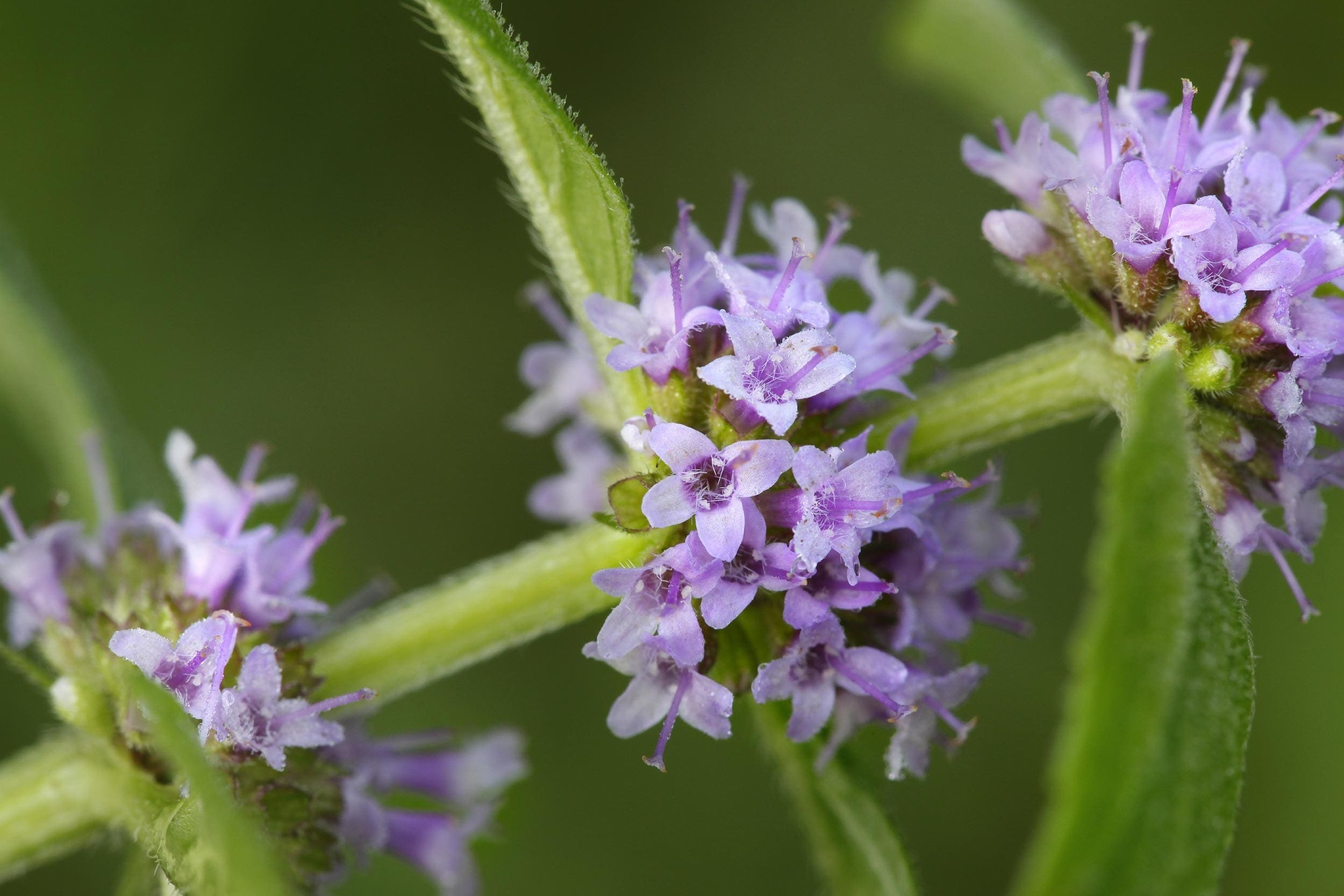 Cornmint Oil Rectified HEADER