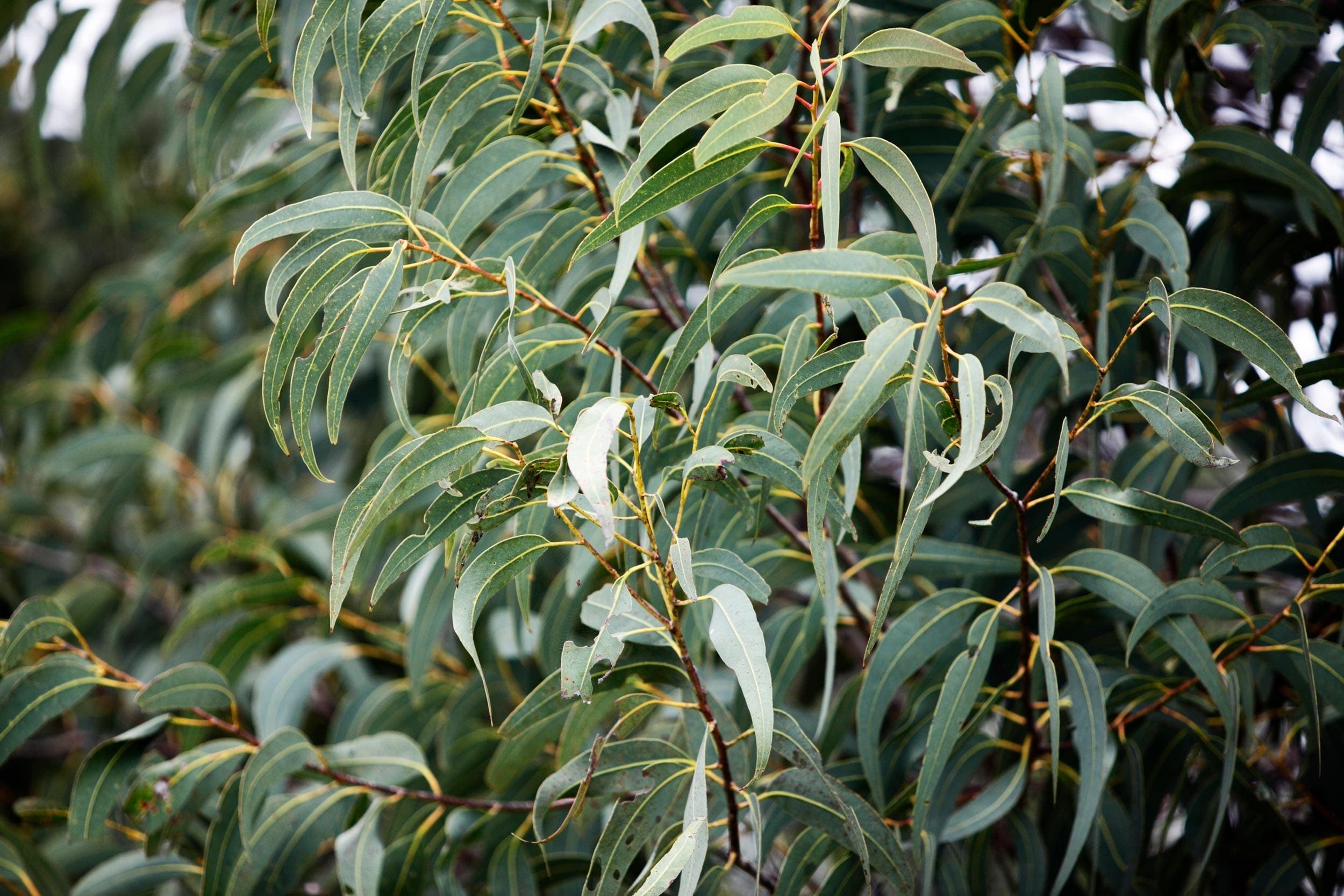 Eucalyptus Oil Citriodora Organic HEADER