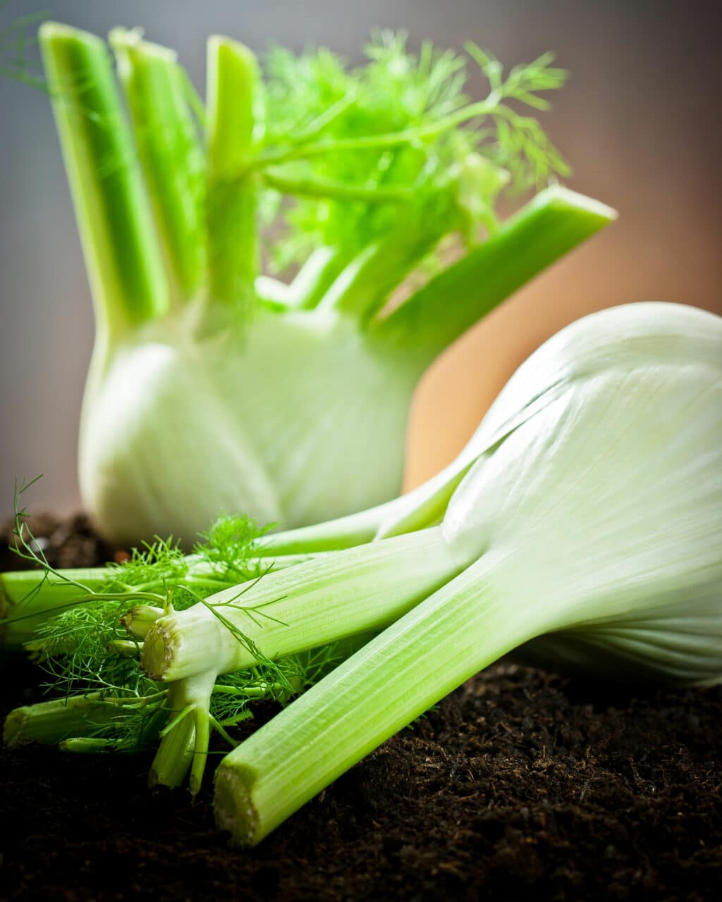 Fennel Oil Sweet HEADER