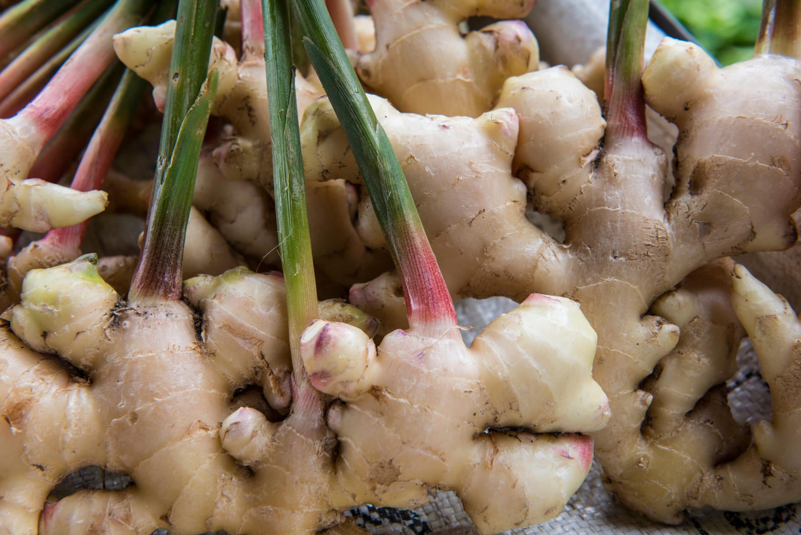 Organic Ginger Oil HEADER