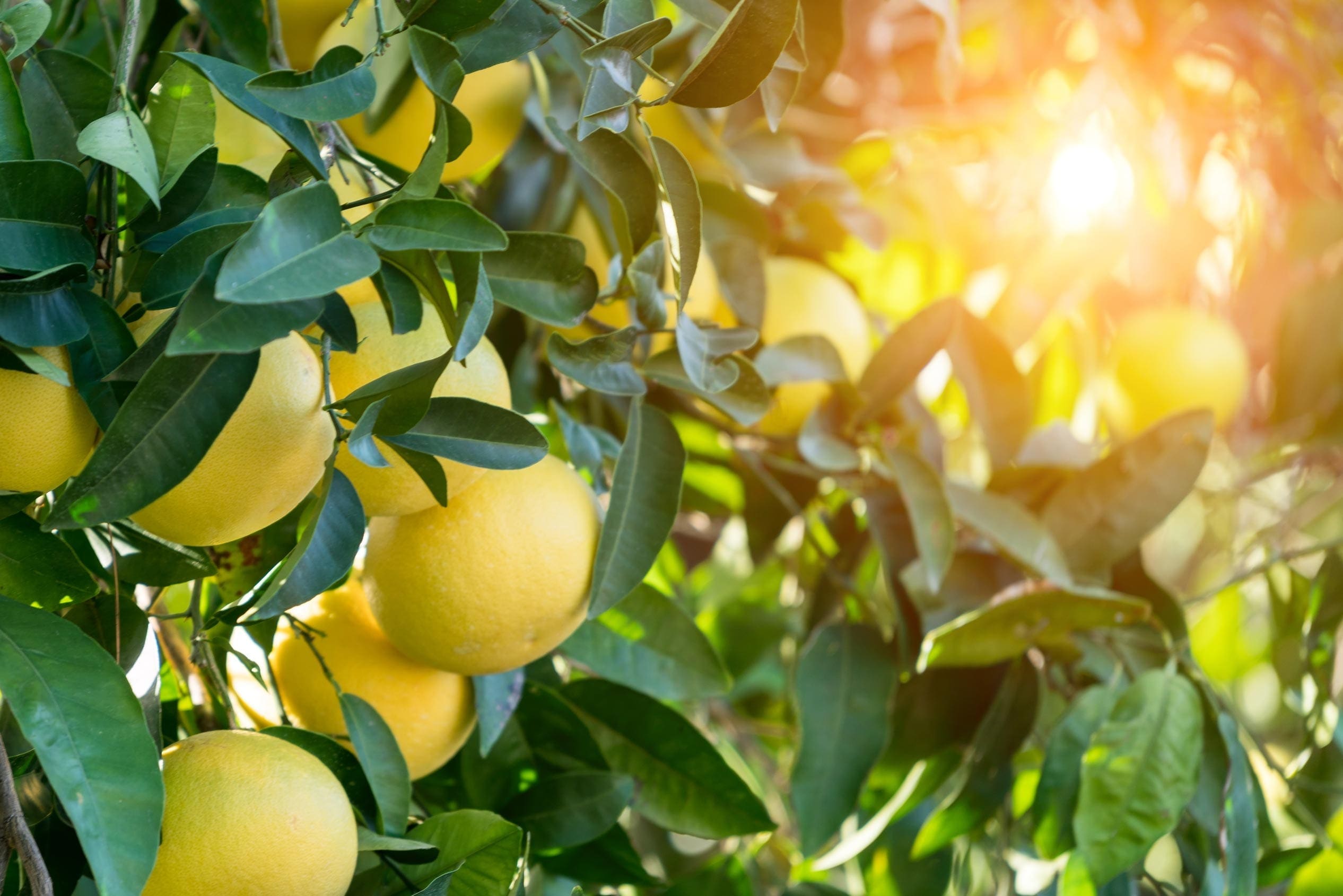 Grapefruit Oil