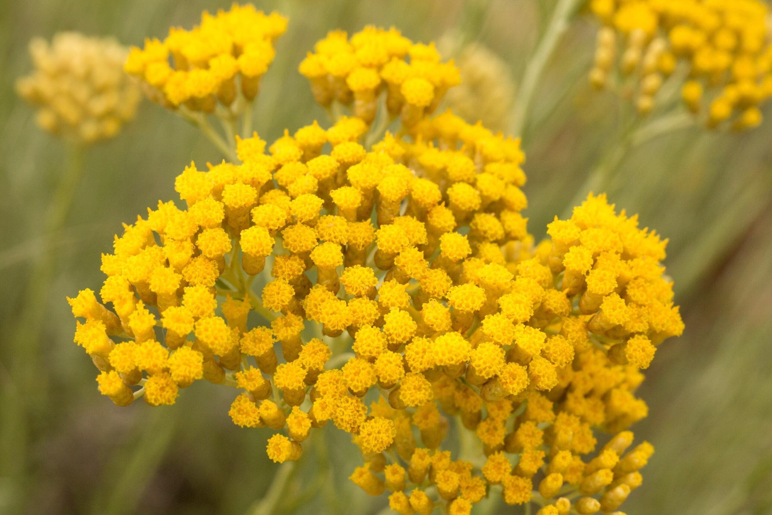 Helichrysum Oil HEADER