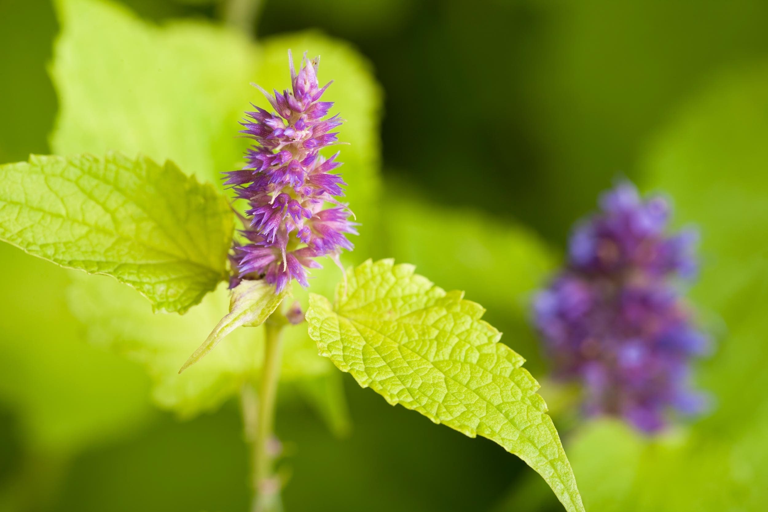 Hyssop Oil HEADER