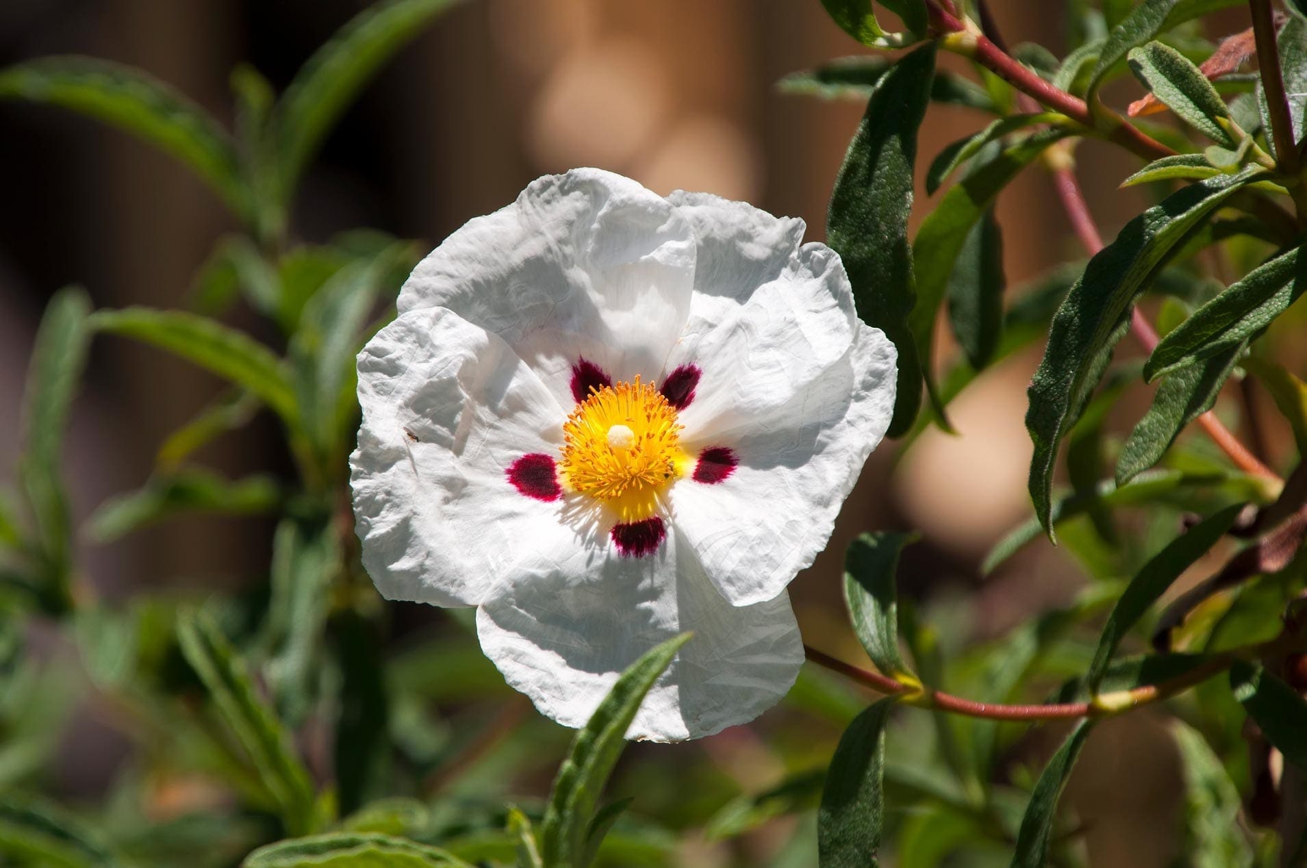 Labdanum Gum Refined HEADER