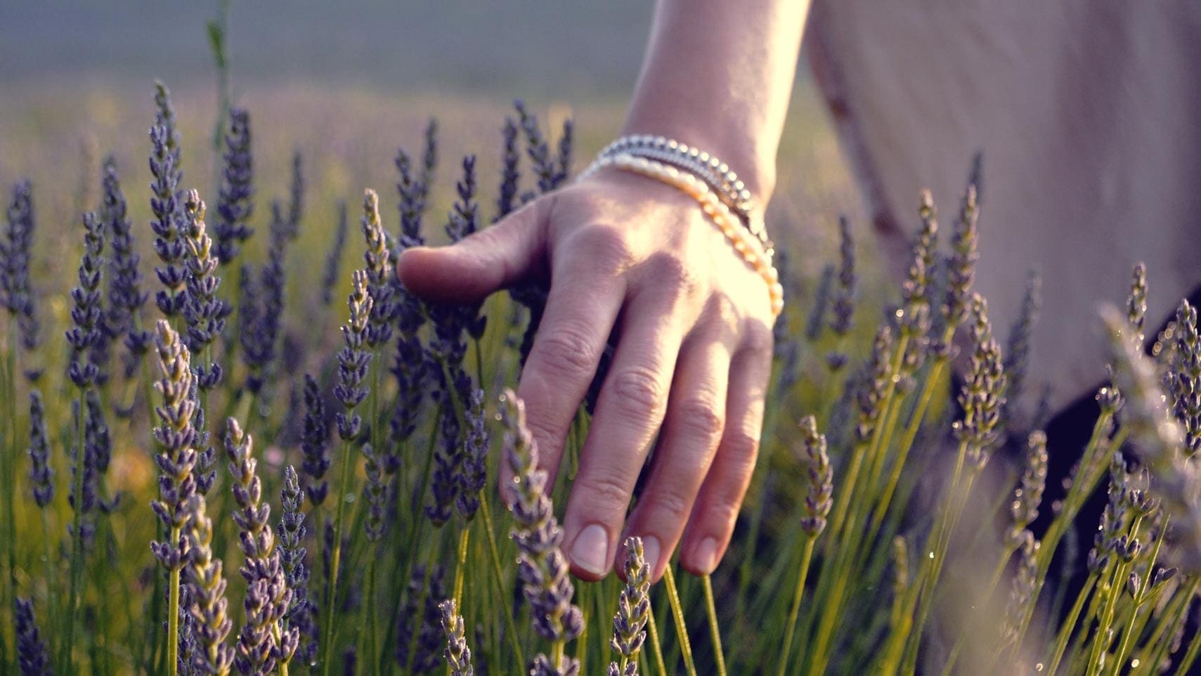 Organic Lavender Oil Bulgarian HEADER