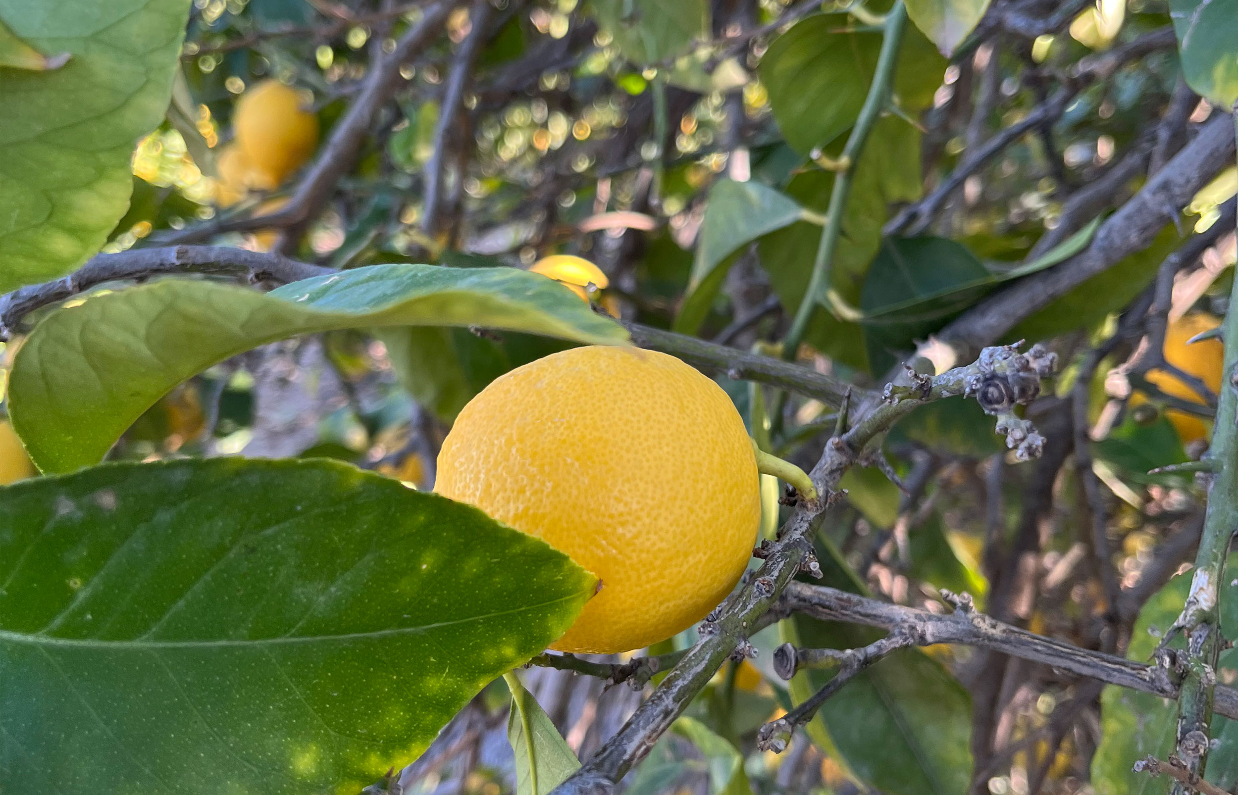 Lemon Oil Washed