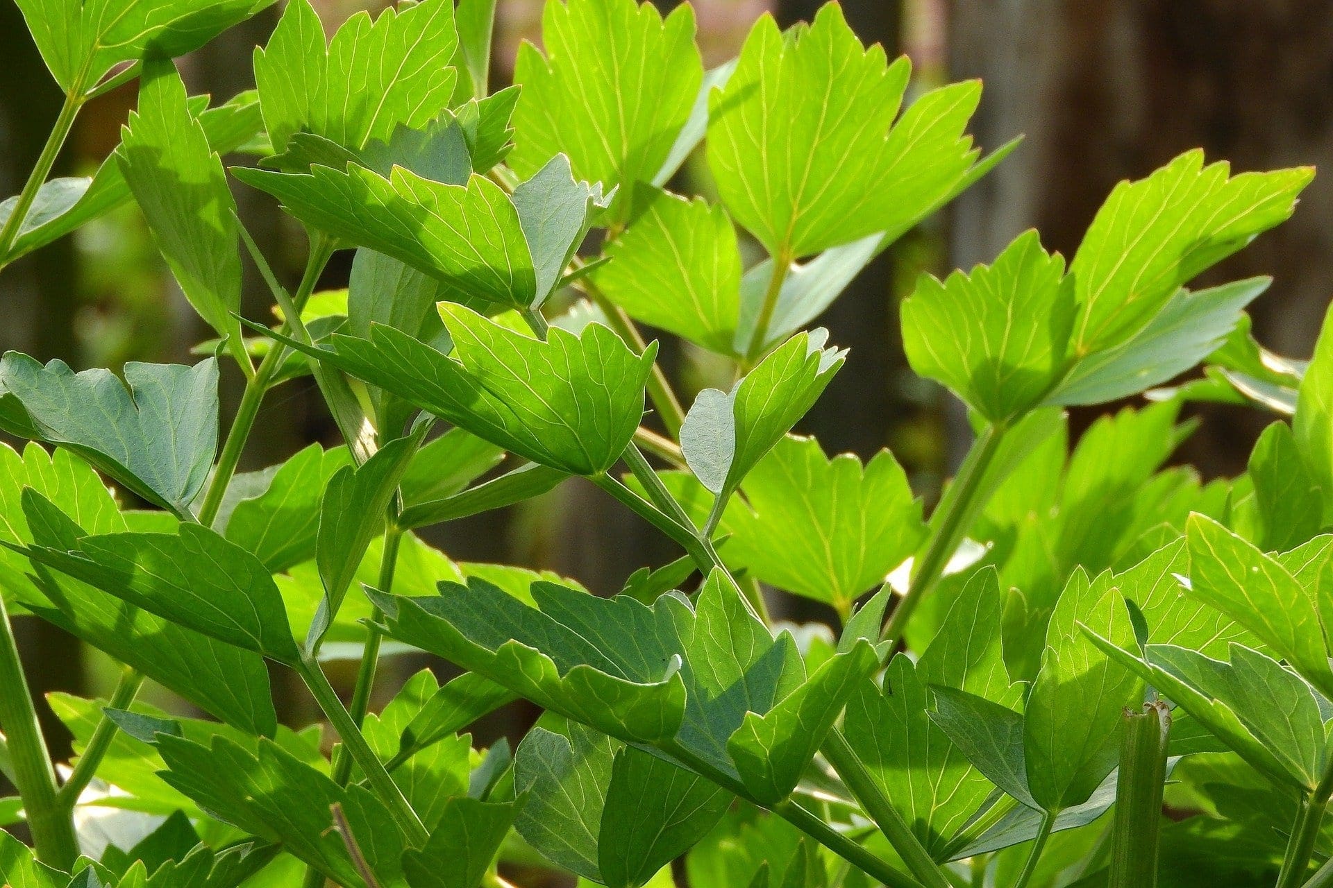 Lovage Leaf Oil HEADER