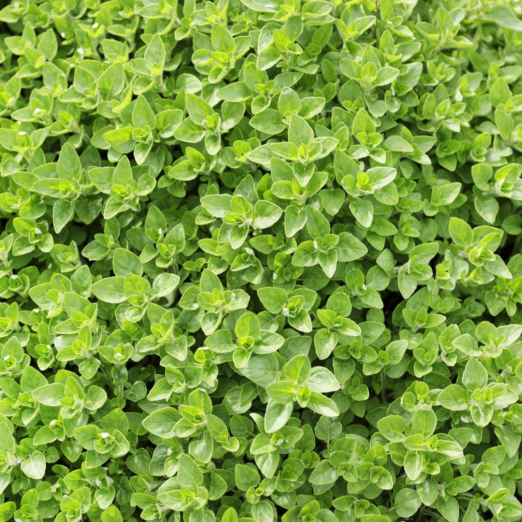 Marjoram Oil Spanish HEADER