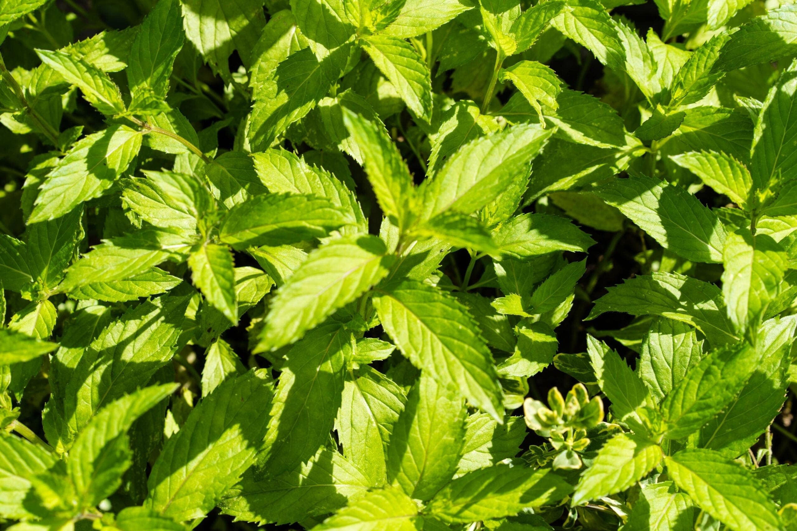 Mentha Citrata Oil HEADER