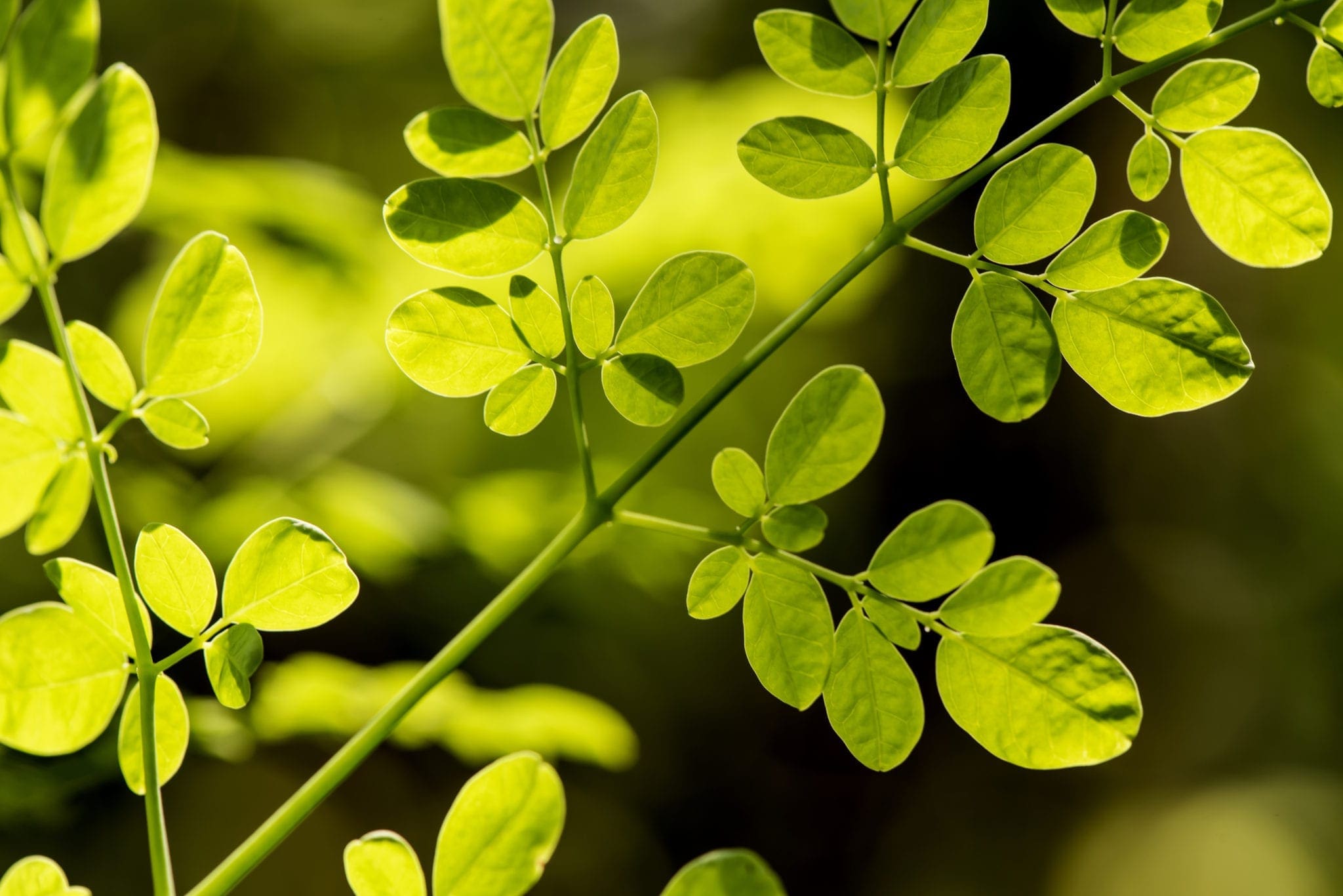 Moringa Oil HEADER