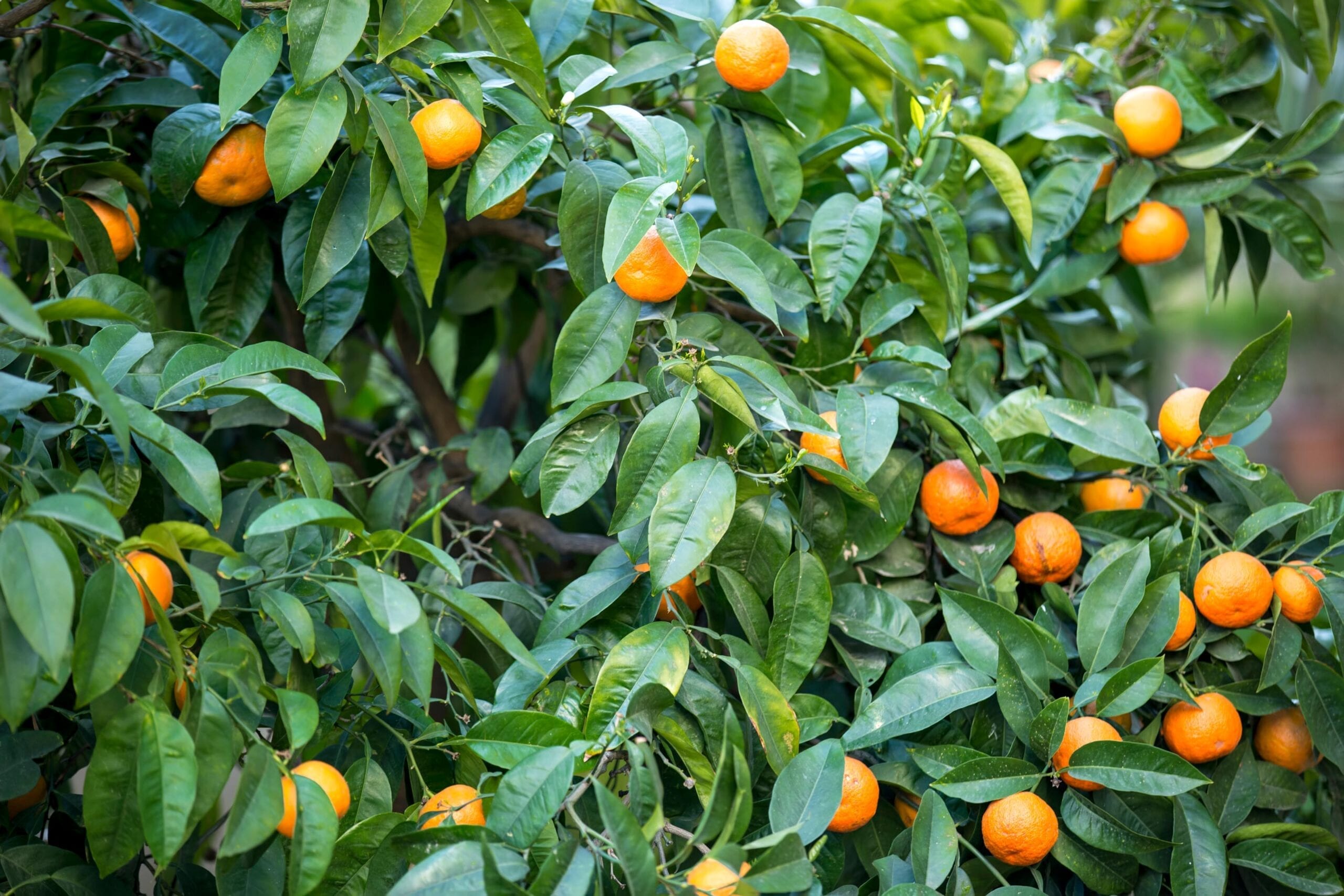 Orange Oil Bitter Brazil HEADER