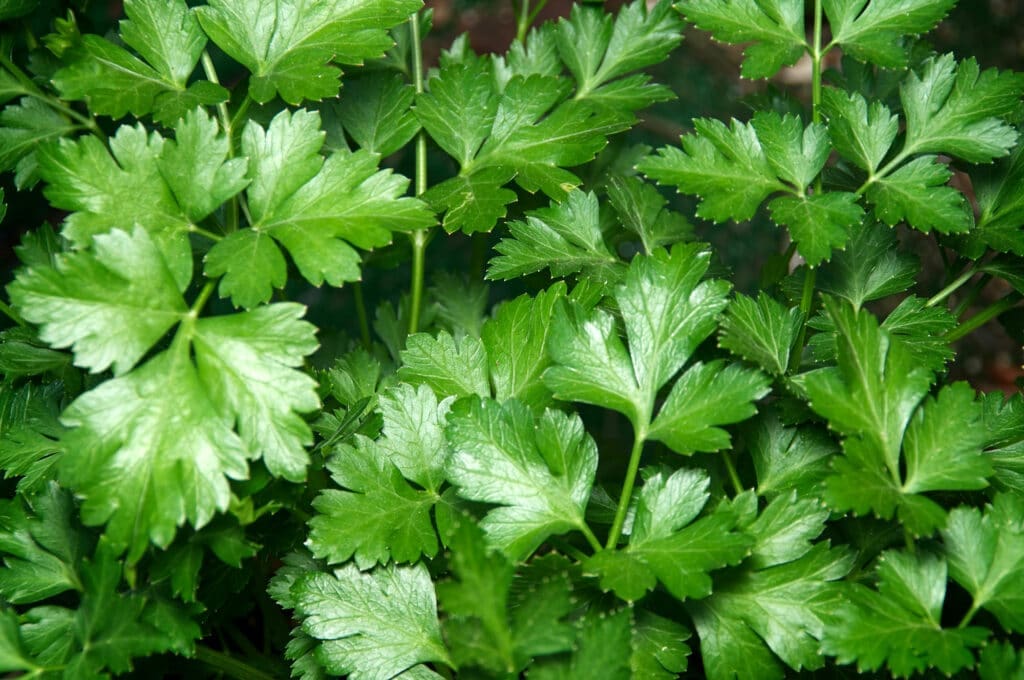 Parsley Leaf Oil HEADER