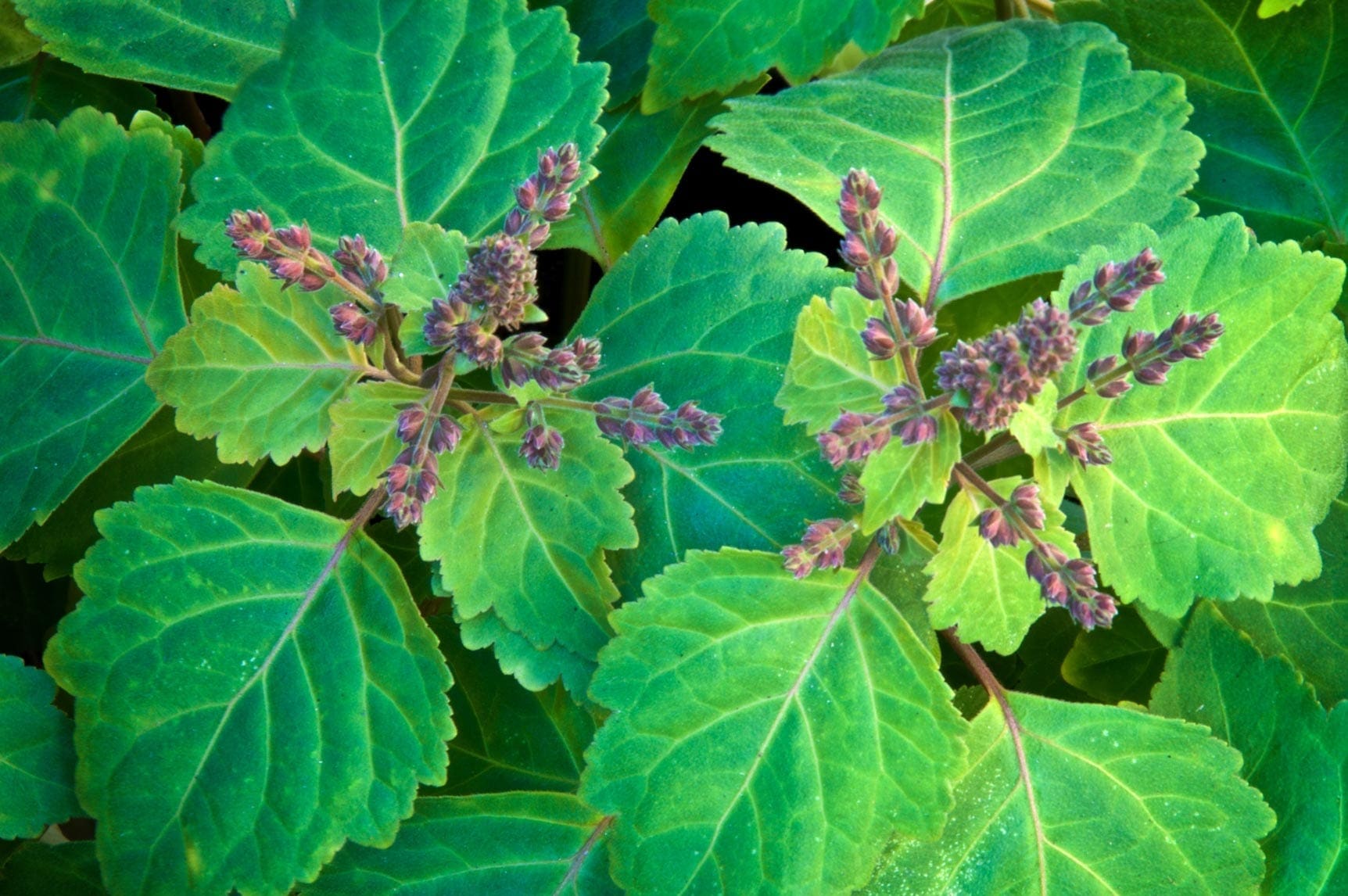 Green Patchouli Absolute HEADER