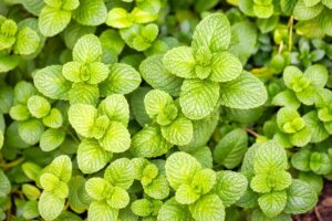 Peppermint Oil Piperita Yakima
