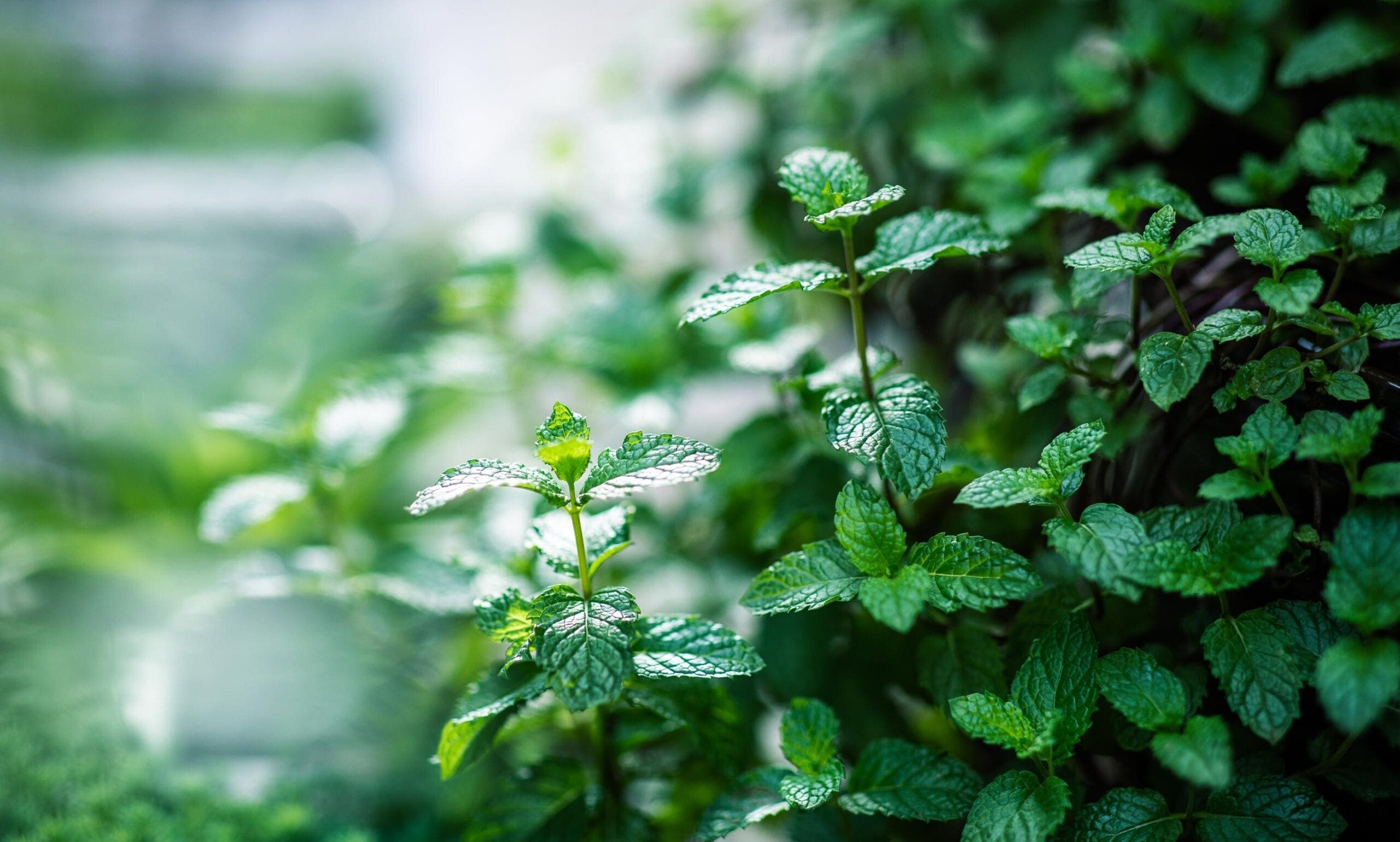 Peppermint Oil Piperita Redistilled HEADER