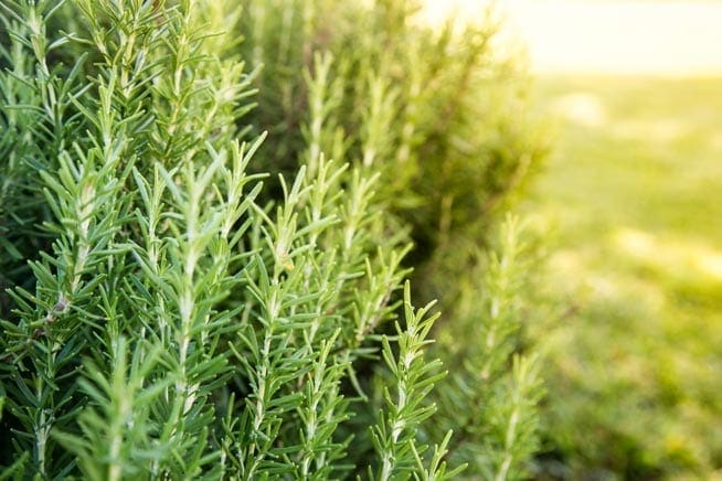 Organic Rosemary Oil HEADER