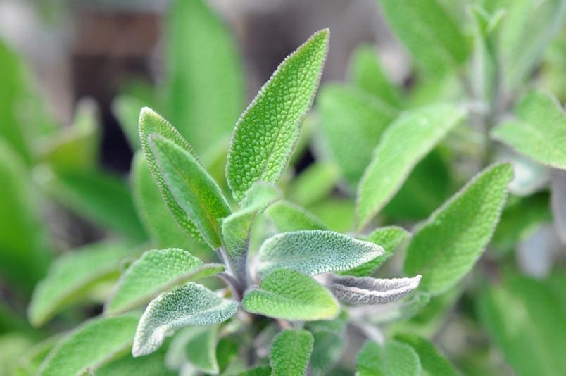 Organic Sage Oil HEADER