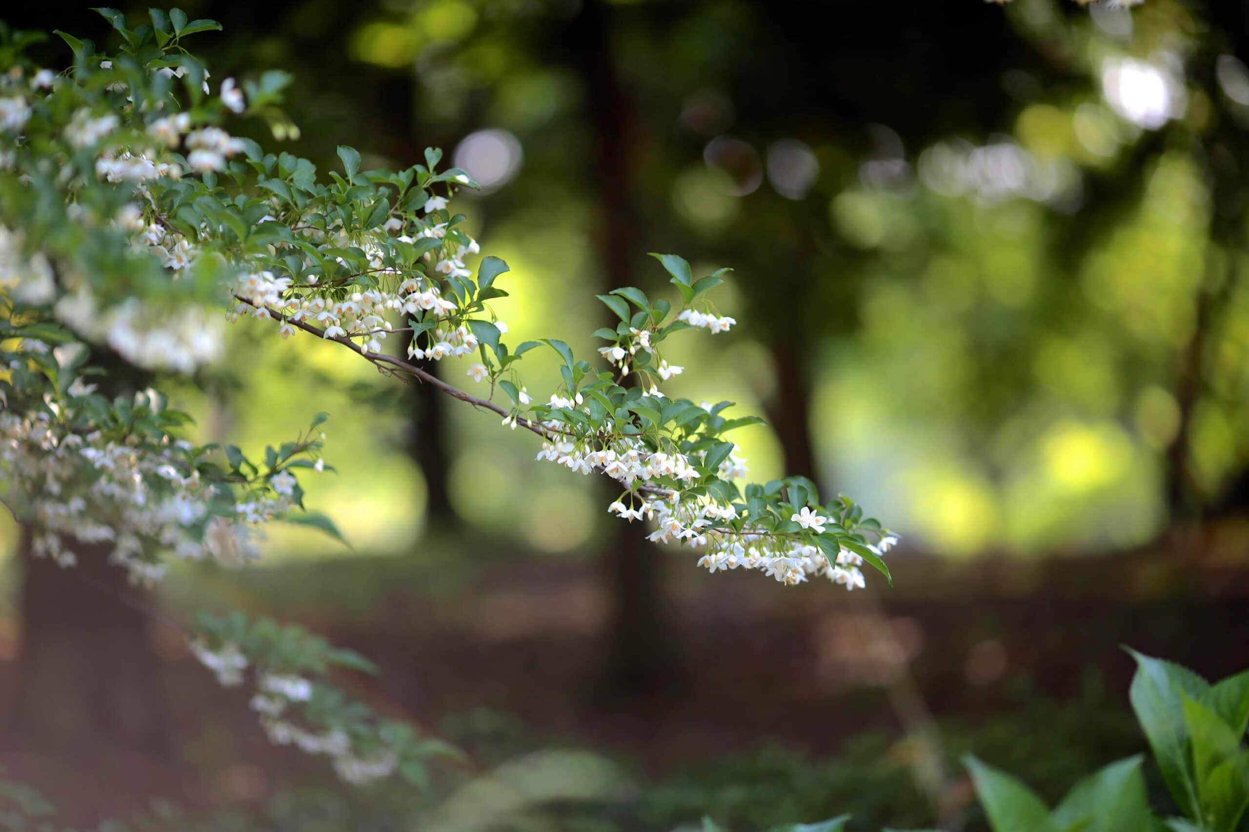 Styrax Oil HEADER