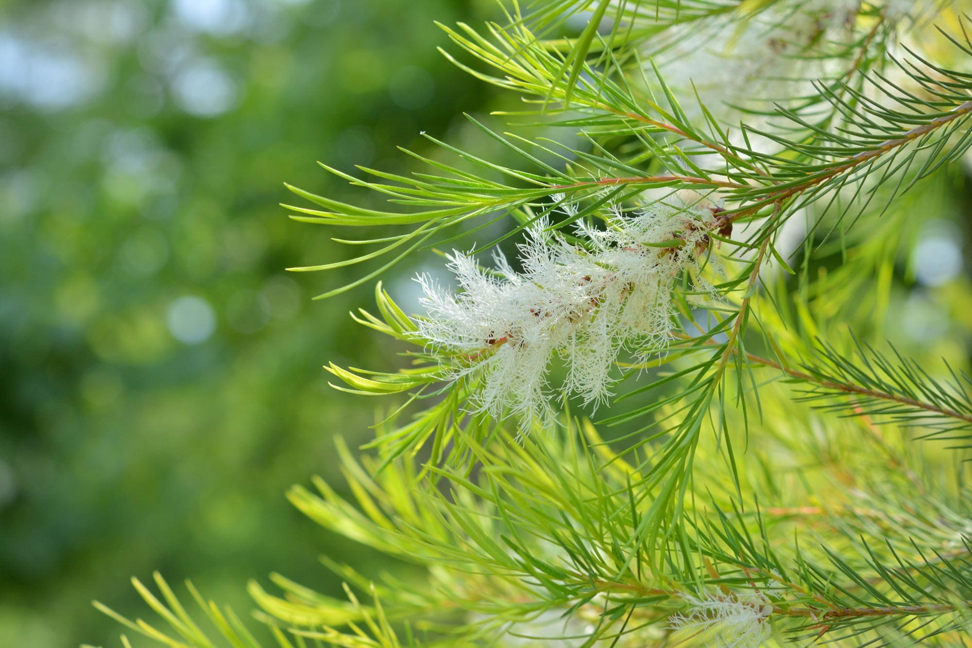 Tea Tree Oil, African HEADER